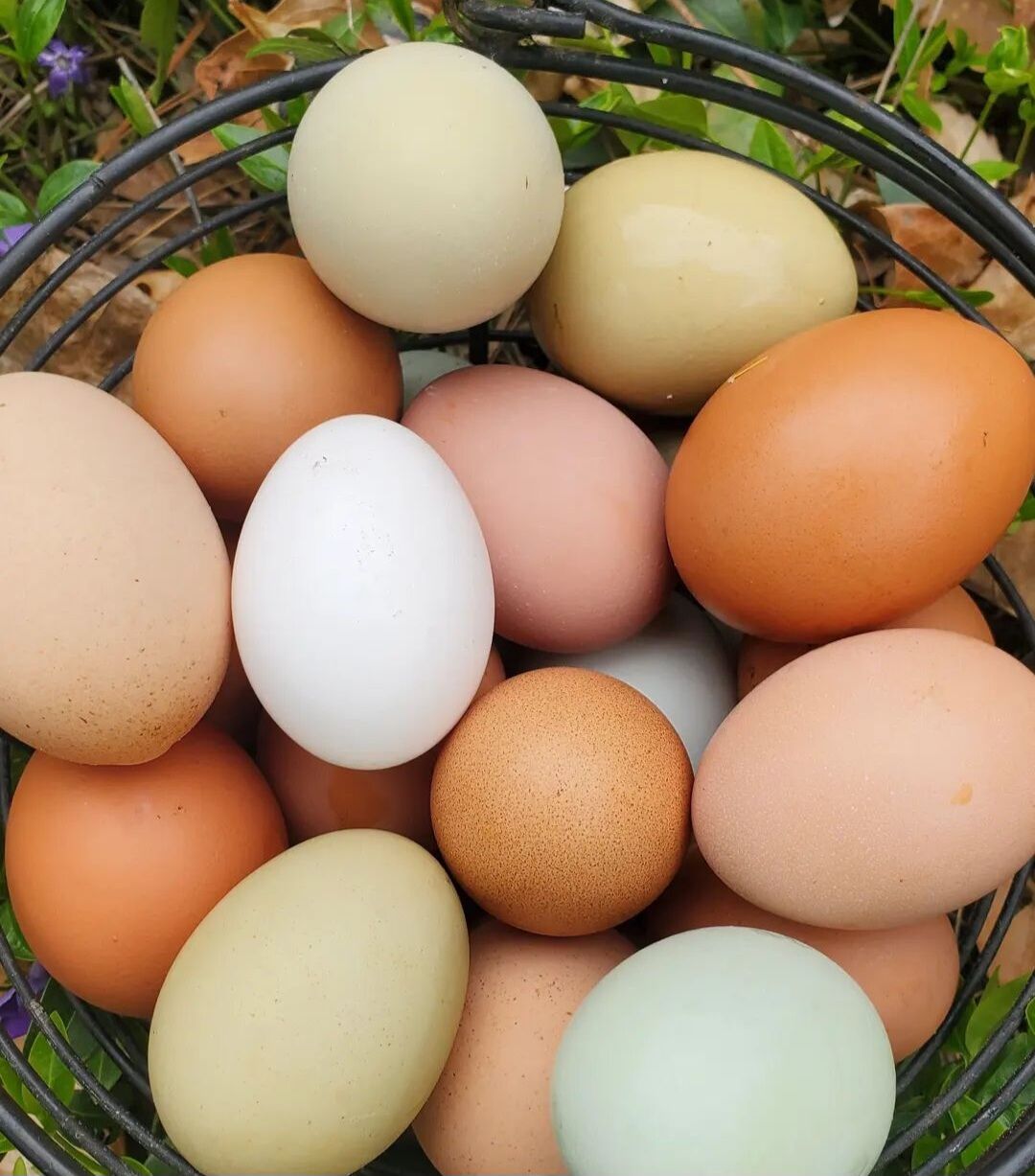 Beverly Bees Farm Fresh Organic Eggs